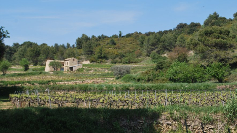 À la rencontre de vignerons passionnés : rendez-vous dans les caves et domaines du Gard rhodanien