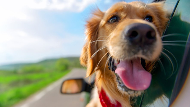 Food, seat belt, warmth... the right actions to adopt when traveling by car with your pet