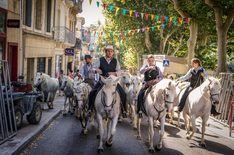 À l’occasion de la gaze de Sommières, les chevaux ont investi le Vidourle ce samedi matin