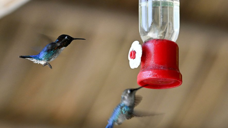 &#39;I thought it was a bug&#39;: Couple transforms their modest garden into a haven for the world&#39;s smallest bird