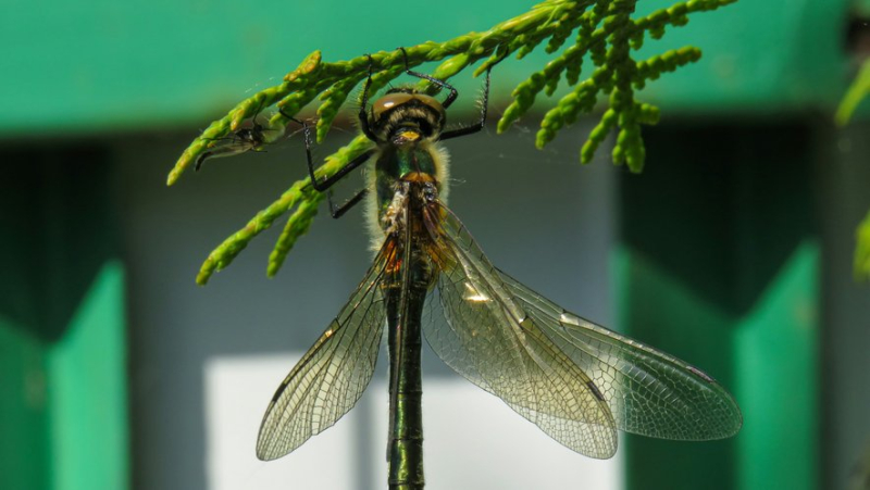 &#39;I was amazed by their numbers&#39;: Thousands of dragonflies invade US beach, scaring swimmers