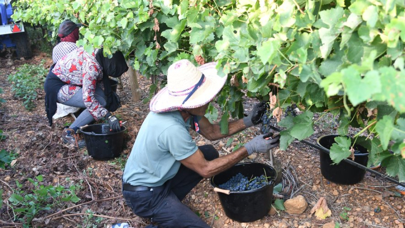 "Vendanges solidaires" : en quoi consiste ce dispositif qui favorise l'emploi saisonnier viticole dans l'Hérault