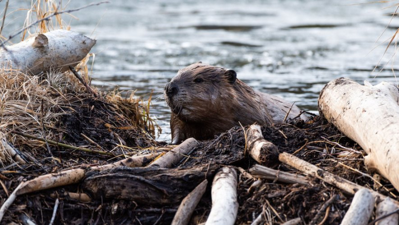 In the footsteps of the beaver, along the banks of the Tarn de Millau, with the CPIE du Rouergue