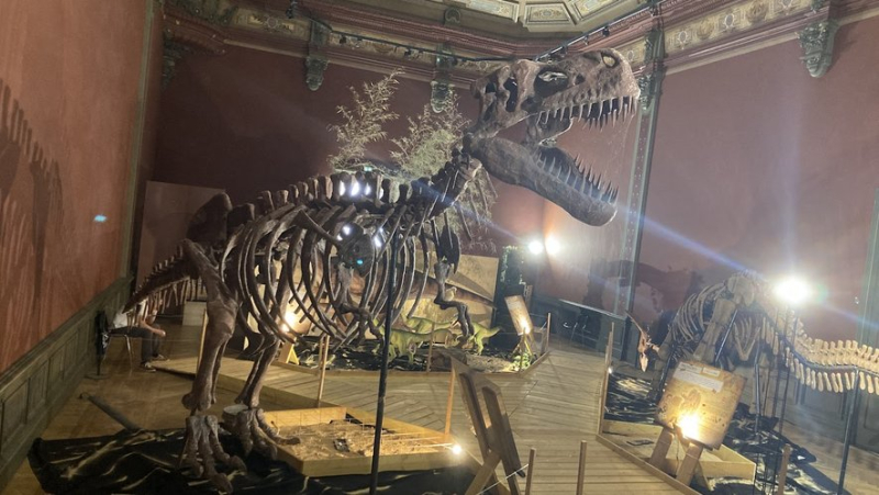 At the Nîmes museum, travel back in time on the trail of the dinosaurs