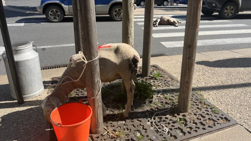 Anti-wolf action: Rural Coordination places a dead sheep and an injured sheep on Boulevard de Mende