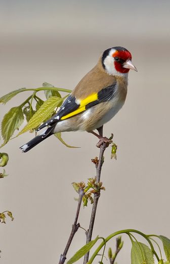 The birds of Gard: the European goldfinch, this nester with an unparalleled song