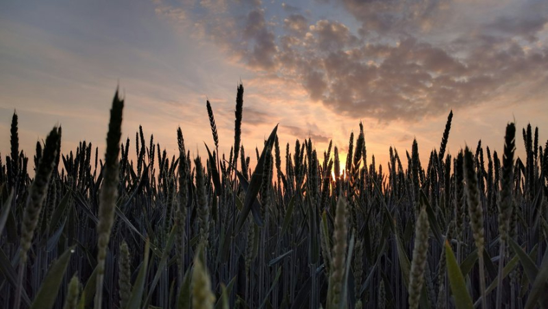 Up to 50% losses: French cereal growers fear a “catastrophic” 2024 harvest