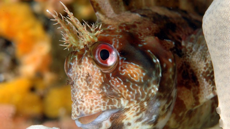 "C'est bien d'aimer Nemo mais c'est le Gobie qui bosse" : pourquoi les espèces de poissons les moins étudiées sont les plus menacées ?