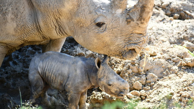 Three exceptional births at Lunaret Zoo, including the first white rhinoceros born in Montpellier