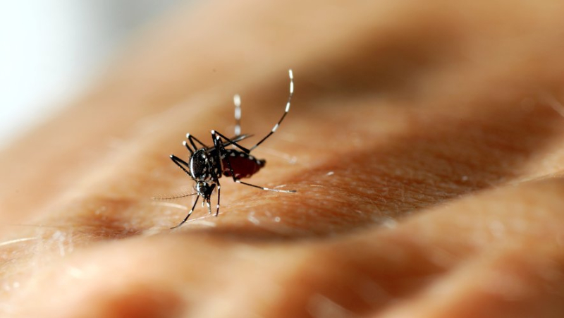 An indigenous case of dengue fever detected in Montpellier, the first in France since the beginning of the summer