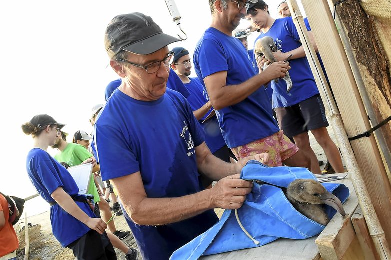 VIDEO. Ringing of young flamingos in Aigues-Mortes: what does this vast operation carried out at Salins du Midi consist of ?