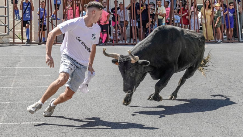 "Sometimes, the bulls manage to lift the barriers": at the Lavérune festival, tourists and locals come out for the bull run