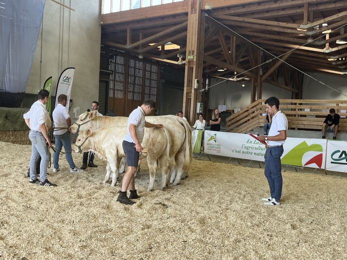 In Aumont-Aubrac, more than two hundred sheep and cattle gathered during the Qualiviande departmental agricultural competition