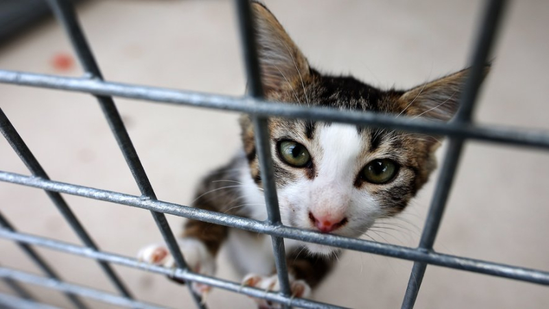 Nauseous odor, unbreathable atmosphere… 67 cats rescued from an unsanitary apartment in Avignon