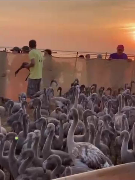 VIDEO. Ringing of young flamingos in Aigues-Mortes: what does this vast operation carried out at Salins du Midi consist of ?