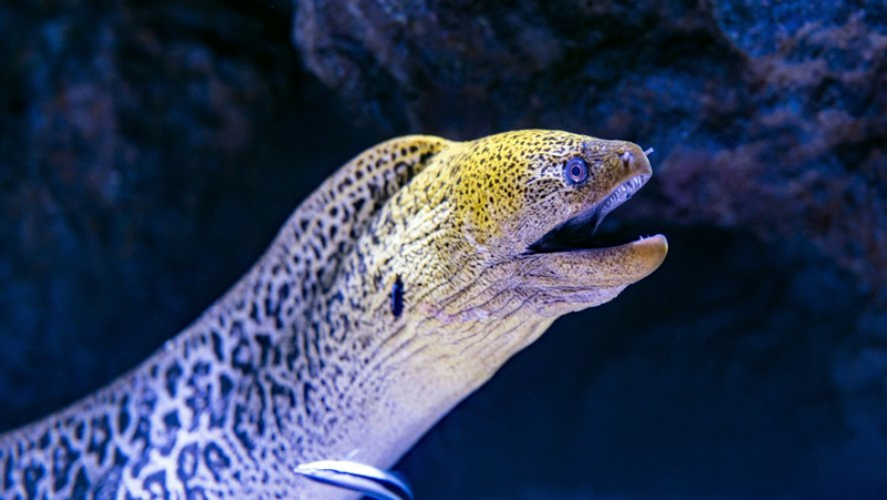 &#39;She had nibbled his rectum&#39;: 64cm live eel found in man&#39;s intestines