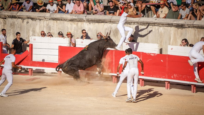 Les taureaux Bohémien et Castella s’accordent pour un final intense à la course camarguaise des Jeudis de Nîmes