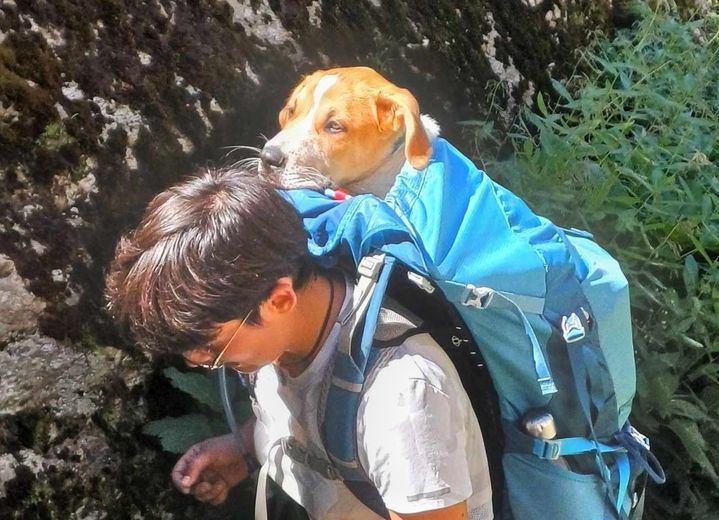 "Tout se passe mieux en famille" : les animaux de l’association Thalya protection cherchent des familles d’accueil à Montpellier