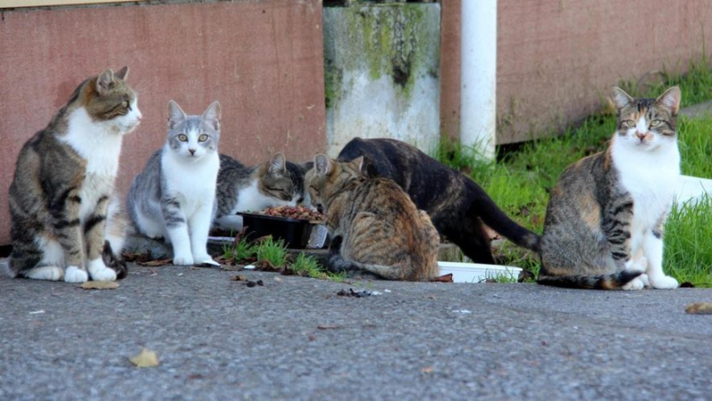 He fed the neighborhood cats in Montpellier: an 89-year-old man is pushed around by a disgruntled neighbor and breaks his femur