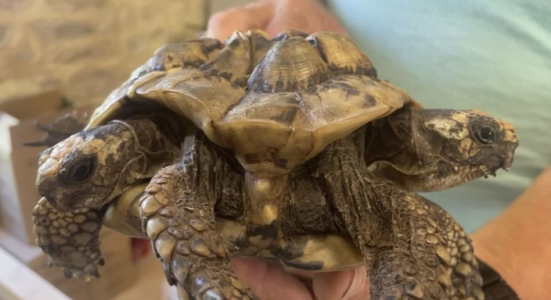 Passion Tortues : Un refuge qui soigne et accueil 1200 tortues à Vergèze