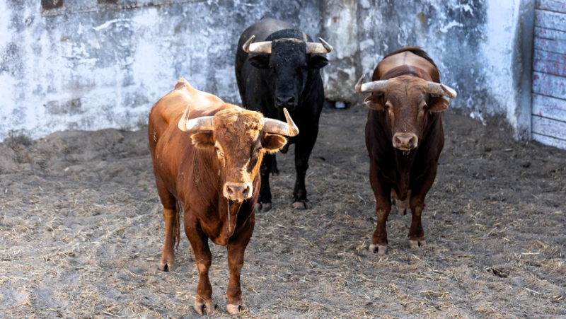 Les toros de Pedraza de Yeltes pour le retour d’Andy Younes aux Saintes