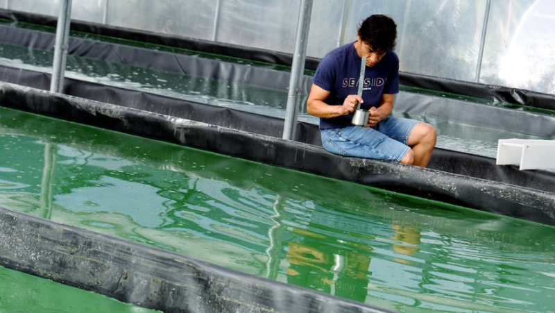 The Arc-en-Ciel farm or the art of introducing spirulina