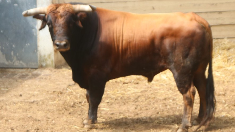 Feria de Béziers : Santiago Domecq, le meilleur élevage actuel