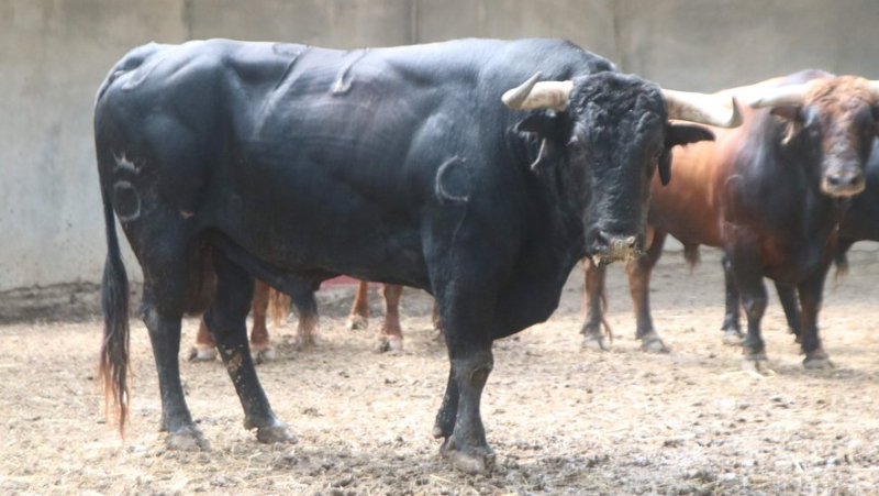 Feria de Béziers : Santiago Domecq, le meilleur élevage actuel