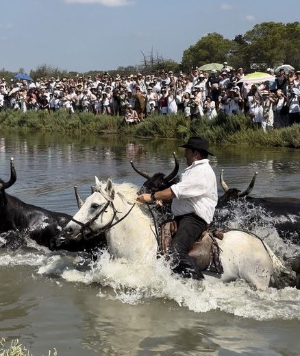 Old-fashioned day: Mauguio vibrated to the rhythm of its traditions