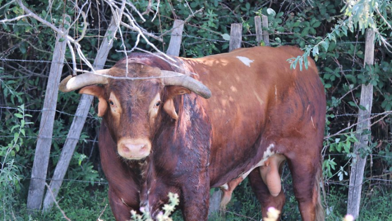 Feria de Béziers 2024: a large poster for aficionados for the bullfight this Friday, August 16