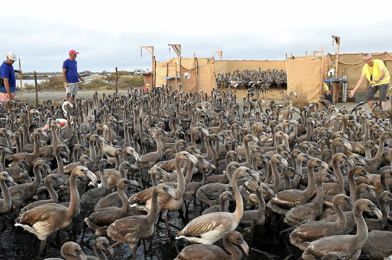 VIDEO. Ringing of young flamingos in Aigues-Mortes: what does this vast operation carried out at Salins du Midi consist of ?