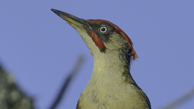 Birds of the Gard: the woodpecker, this "jackhammer" with 12,000 daily impacts on trees