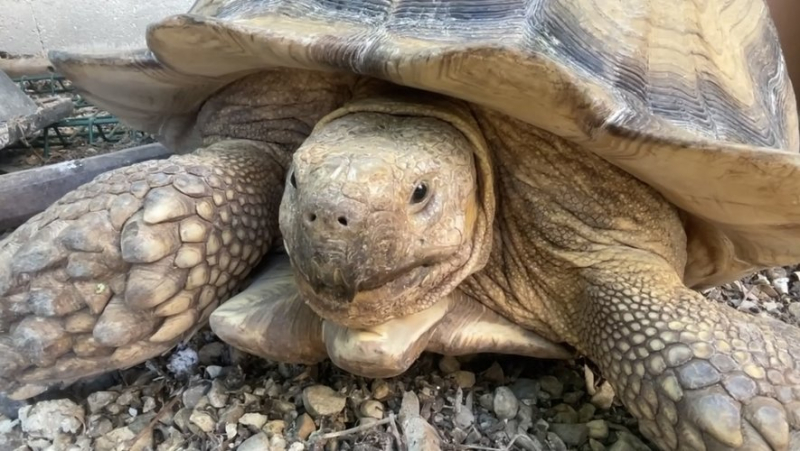 Passion Tortues : Un refuge qui soigne et accueil 1200 tortues à Vergèze