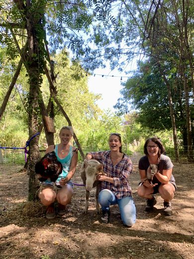 Animals from the educational farm visiting the shared gardens