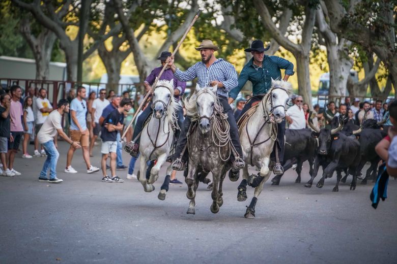 The Camargue: 5 traditions to understand the Camargue world