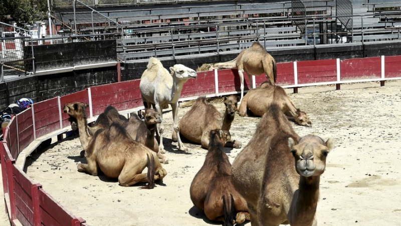 Gardiole fire: when the rescue of dromedaries leads them to the Frontignan arenas