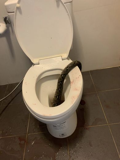 "I felt something": Sitting on the toilet, man gets his testicles bitten by a python and defends himself with the brush