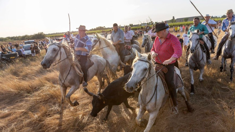 Going out in Montpellier: festivals in Lansargues, Crès or Saint-Roch… ideas for this Friday, August 16