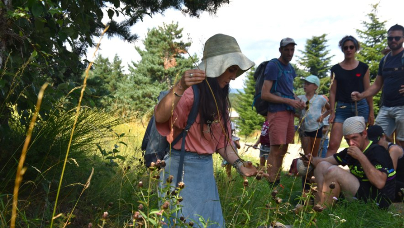 Une balade bucolique pour percer le secret des plantes du mont Lozère avec l’association Racines de terriens