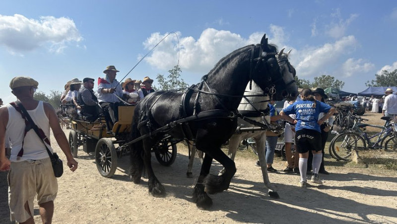 Old-fashioned day: Mauguio vibrated to the rhythm of its traditions