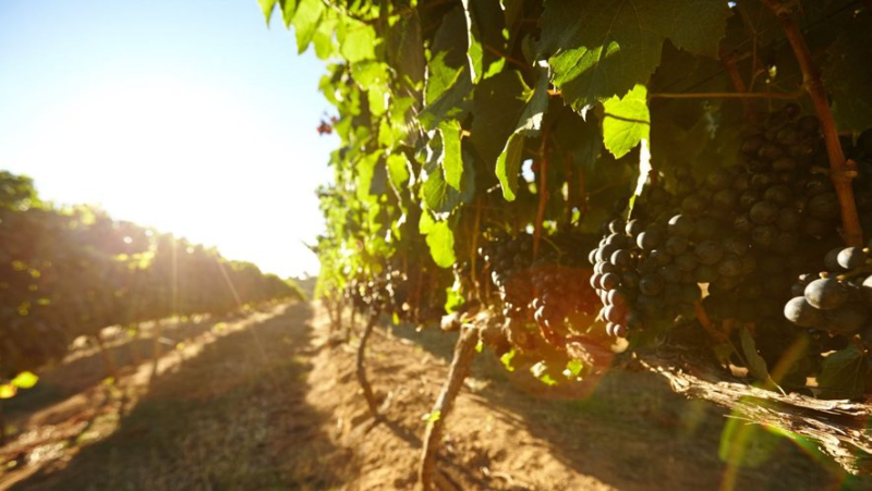 "The grapes were swallowed up": a gaping 17-metre hole suddenly opens up in the middle of the vines