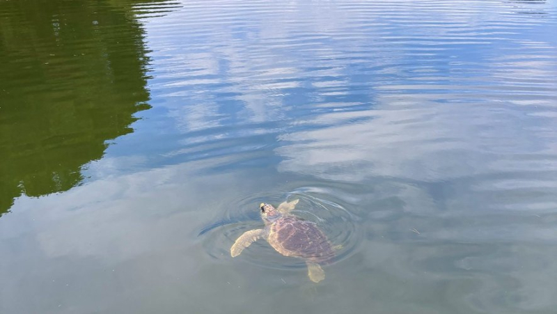 Pouce, a young loggerhead turtle, cared for by Cestmed in Grau-du-Roi, was released offshore