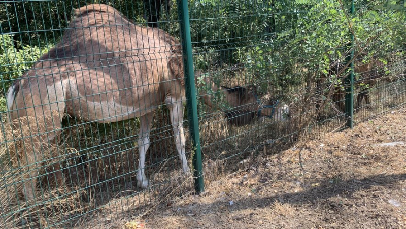 Un cirque avec animaux installé illégalement à Montpellier : l’adjoint délégué et le préfet en soutien en vue d’une expulsion