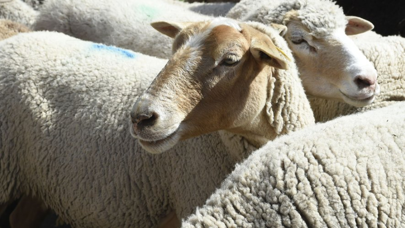 Bluetongue vaccines not covered by the State: in Aveyron, unions and breeders react