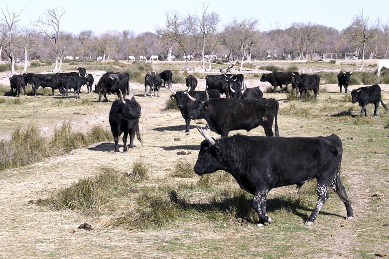 The Camargue: 5 traditions to understand the Camargue world