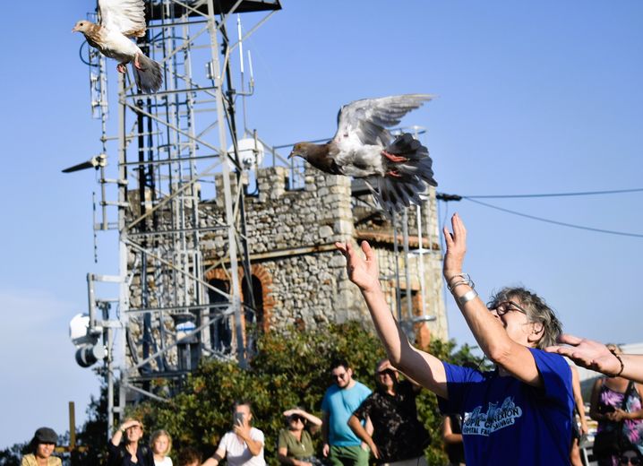 "Nous avons besoin d'eux" : retour à la liberté pour les oiseaux soignés de l'association Goupil