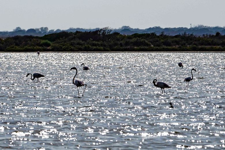 Les Salins d’Aigues-Mortes : une terre de vie au milieu de "l’or blanc"