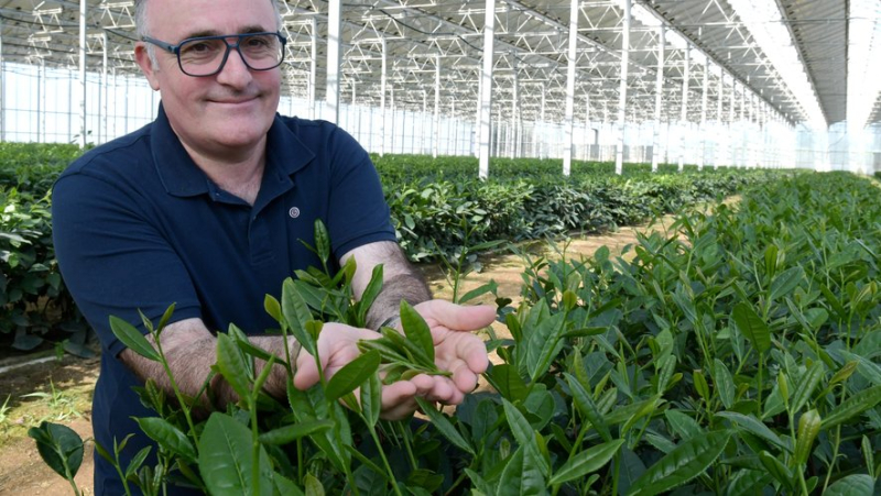 Une initiative inattendue dans les Pyrénées-Orientales : aux Plantations d’Acapella, un thé premium 100 % made in Occitanie