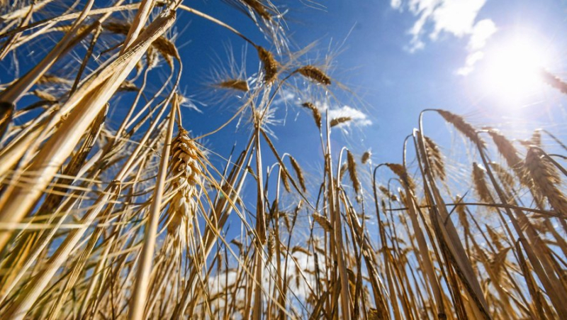 The wheat harvest is expected to be "catastrophic" this year in France: production would be the lowest in 41 years