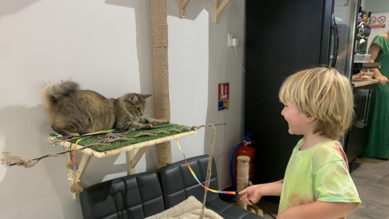 At Miaou Coffee, in the center of Béziers, we play paw on table